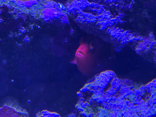 Hawkfish, Flame