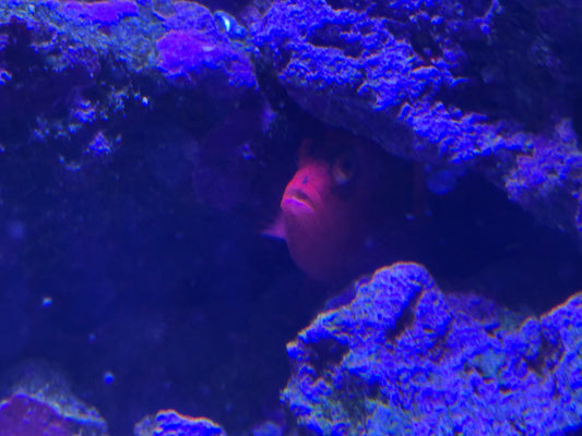 Hawkfish, Flame