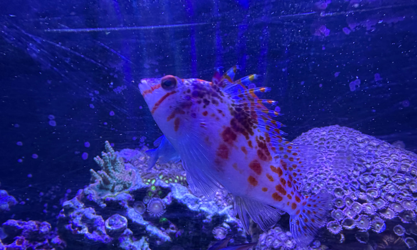 Geometric Pygmy Hawkfish