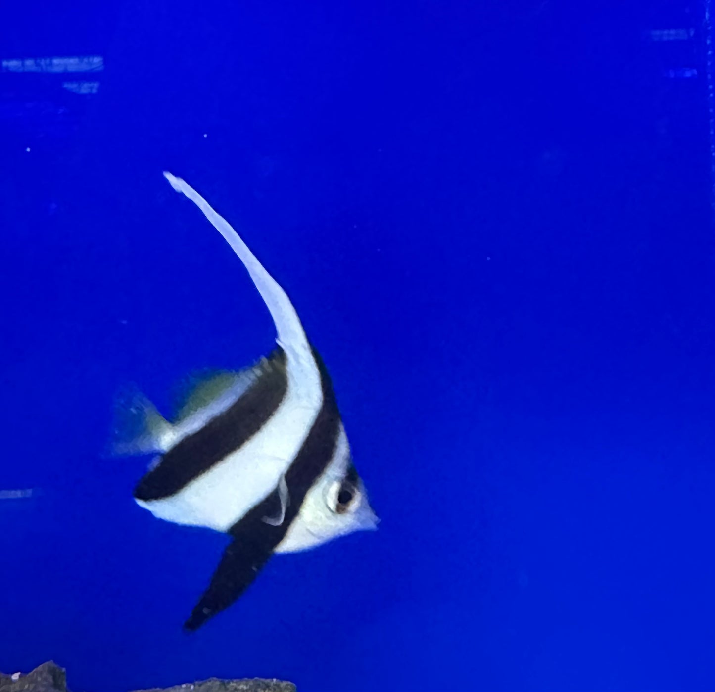Butterflyfish, Heniochus Black and White