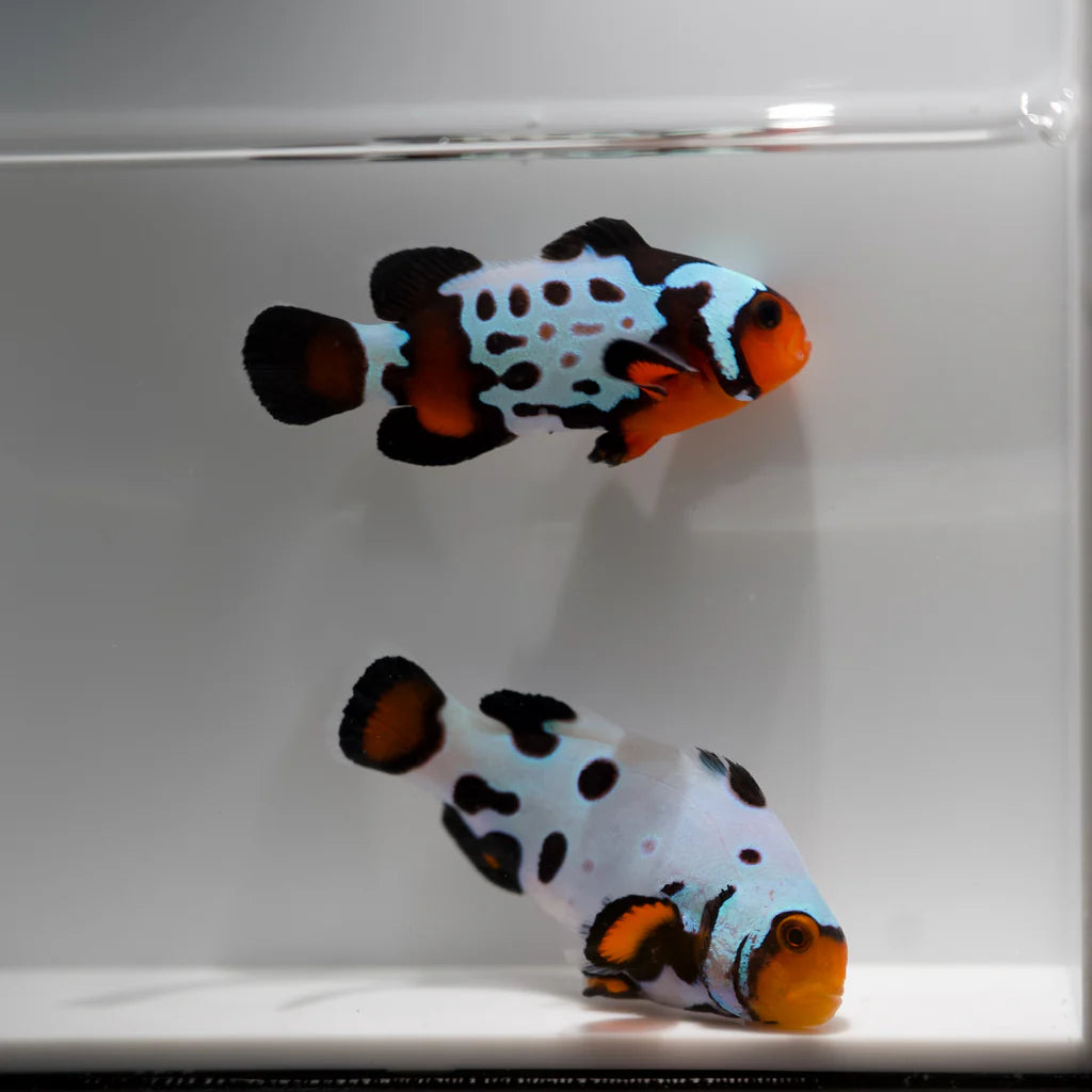 Clownfish, Dalmatian