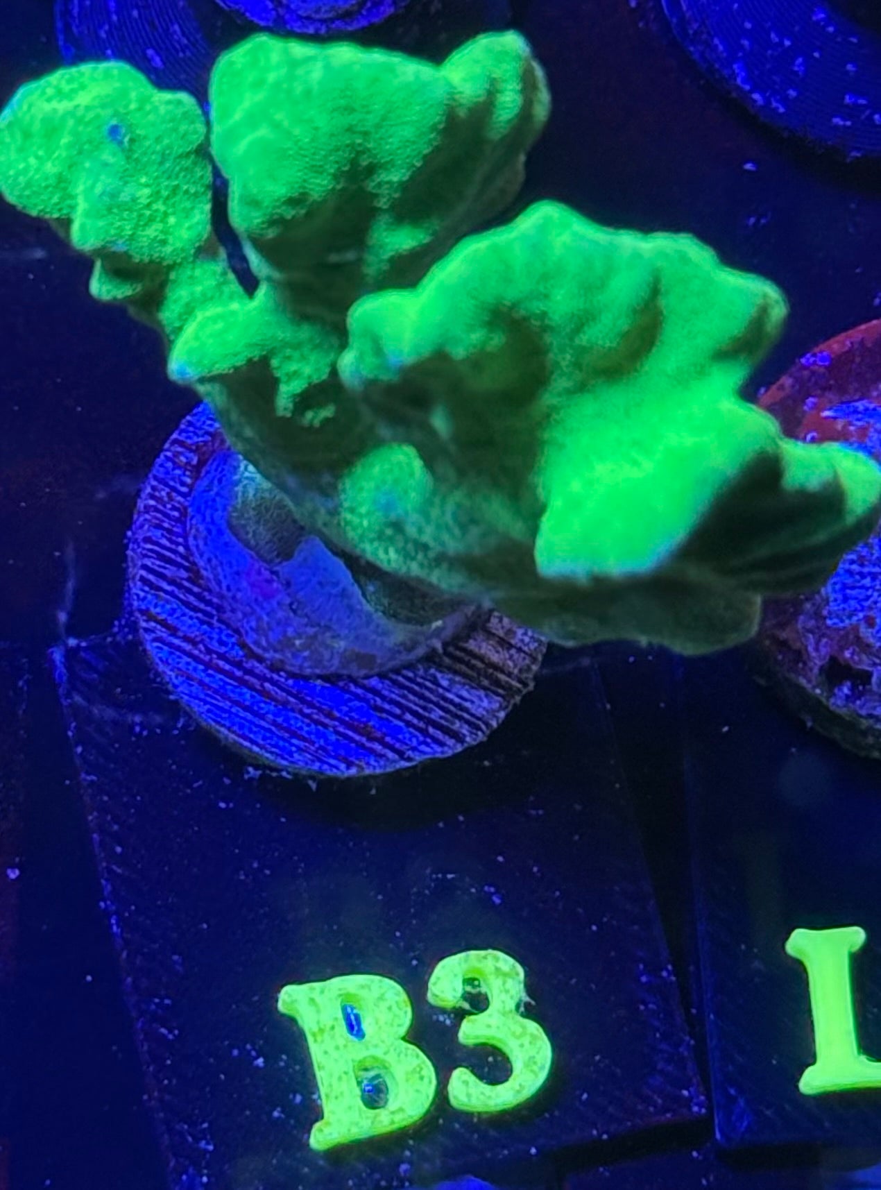 B03 - Neon Green Branching Psammocora