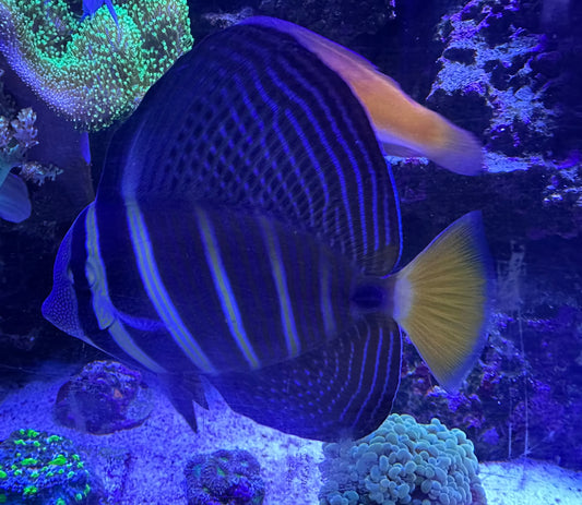 Tang, Sailfin