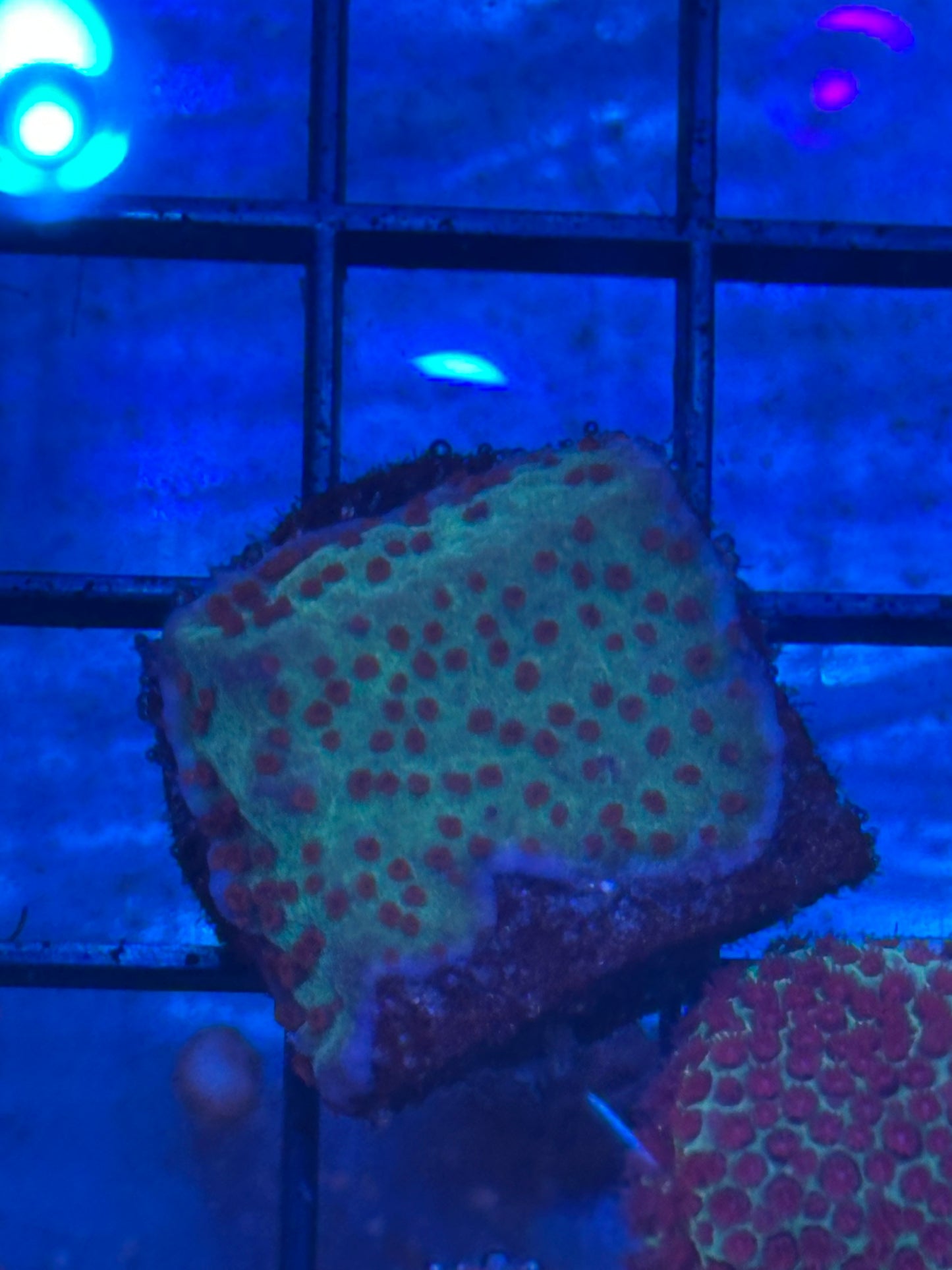 Seasons Greetings Montipora