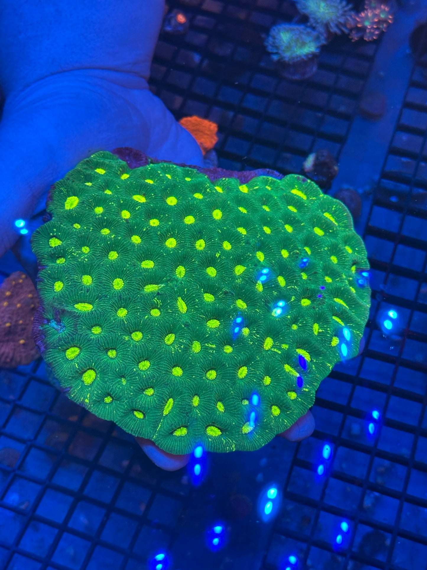 Goniastrea Coral