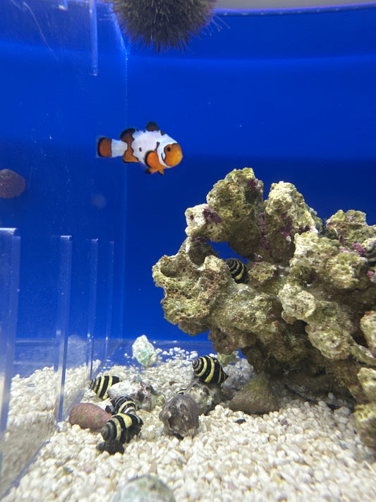Clownfish, Extreme Snowflake