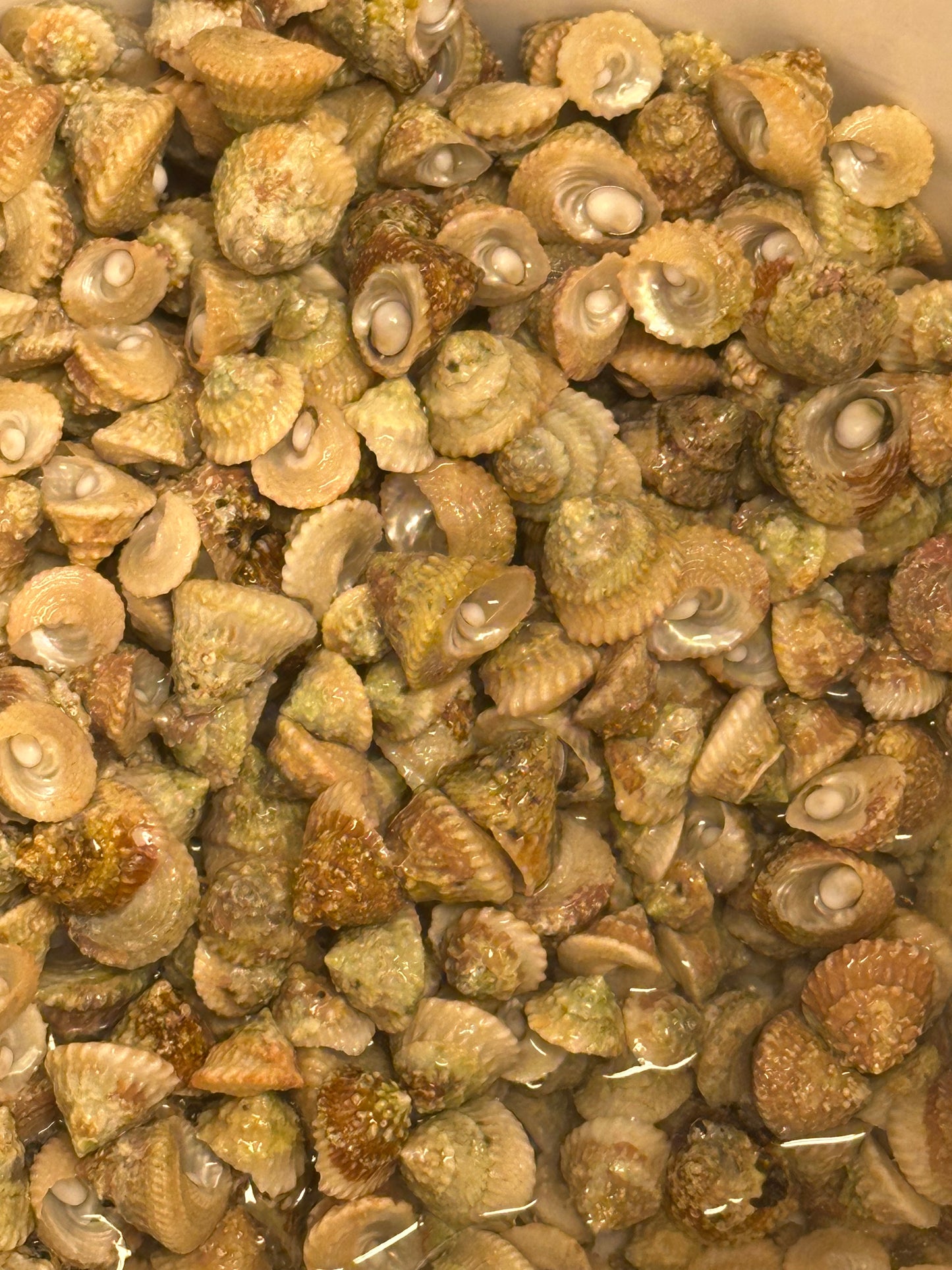 Snail, Astrea
