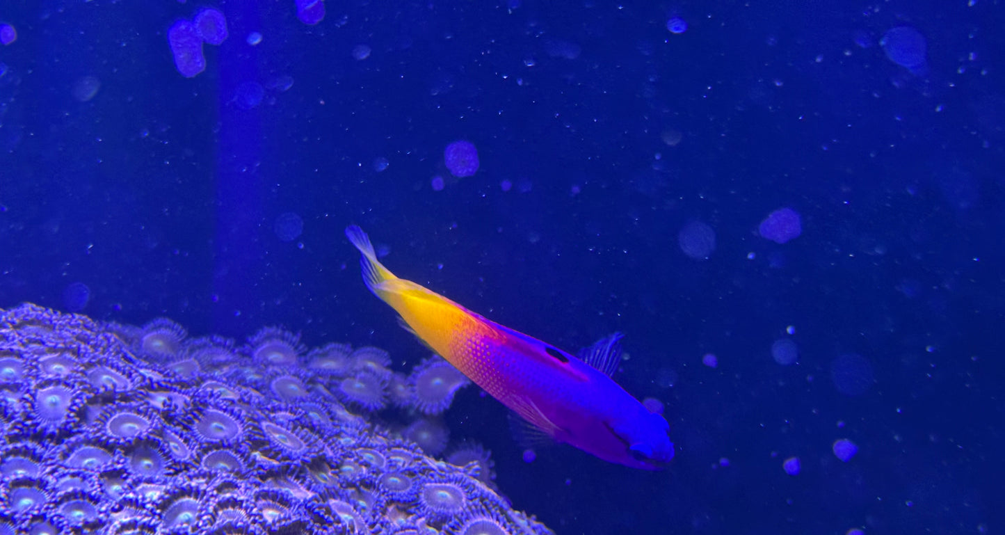 Royal Gramma Basslet