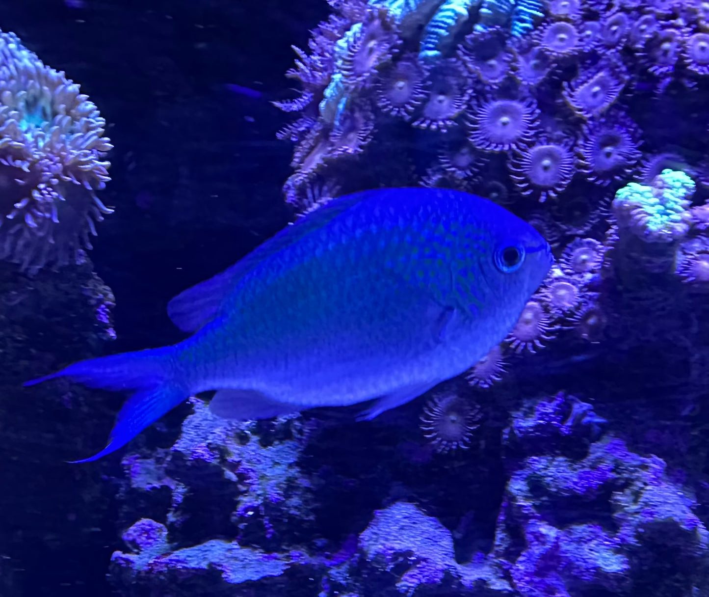 Green Reef Chromis