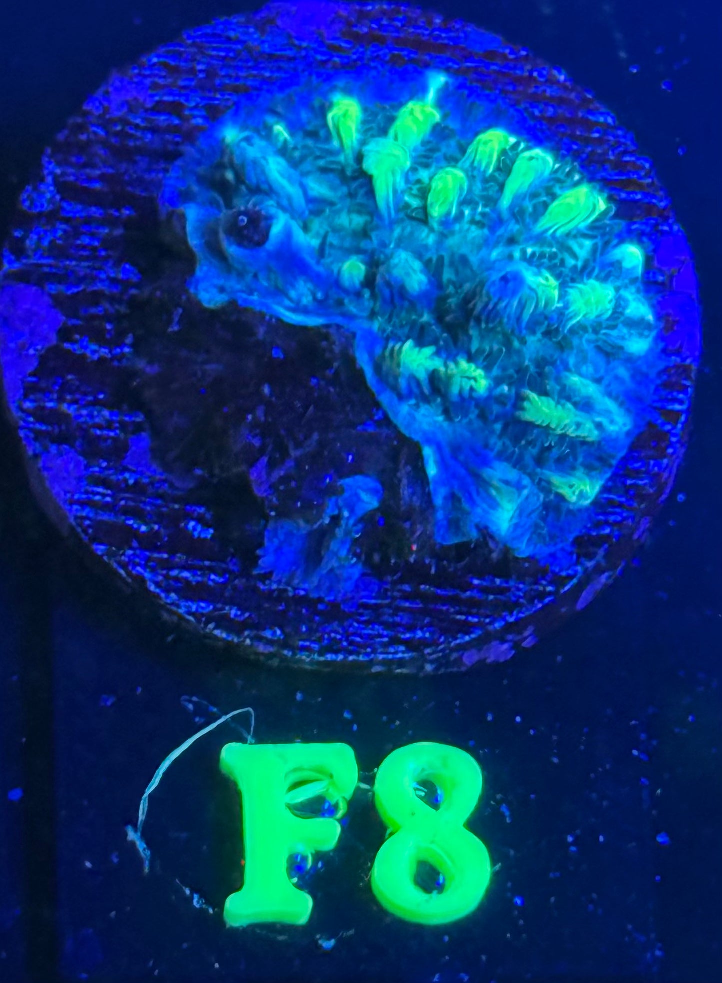F08