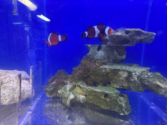 Clownfish, Mocha