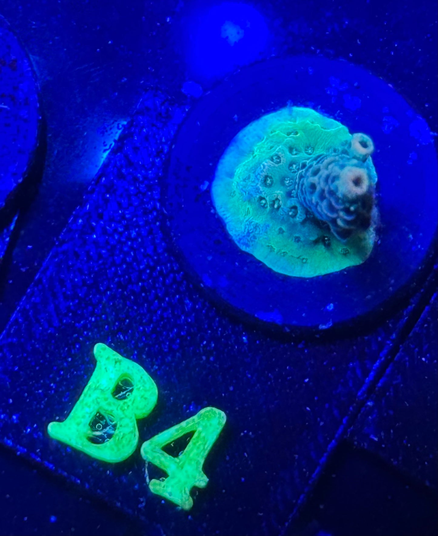 B04