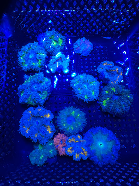 Ultra Rockflower anemone