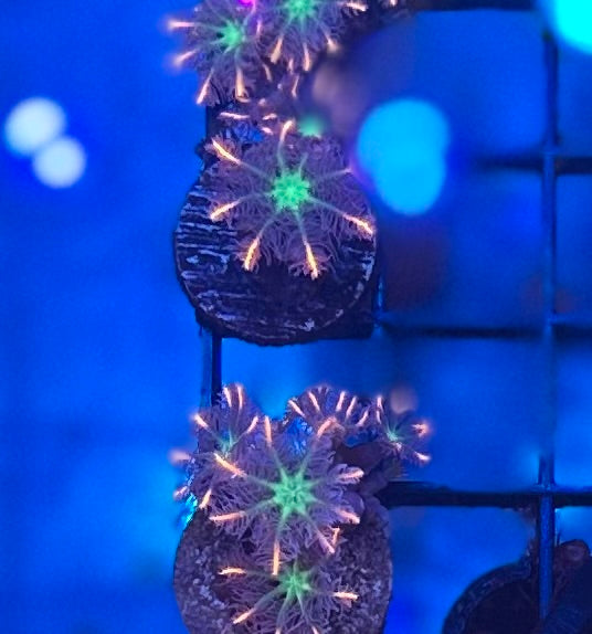Firework Clove Polyp