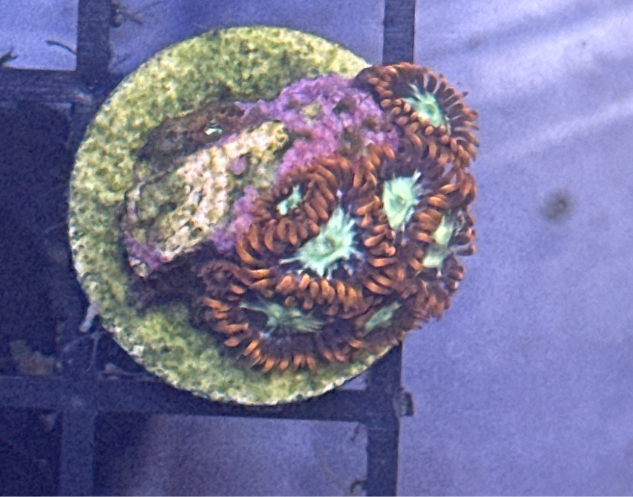 Flaming Fireballs Zoanthids