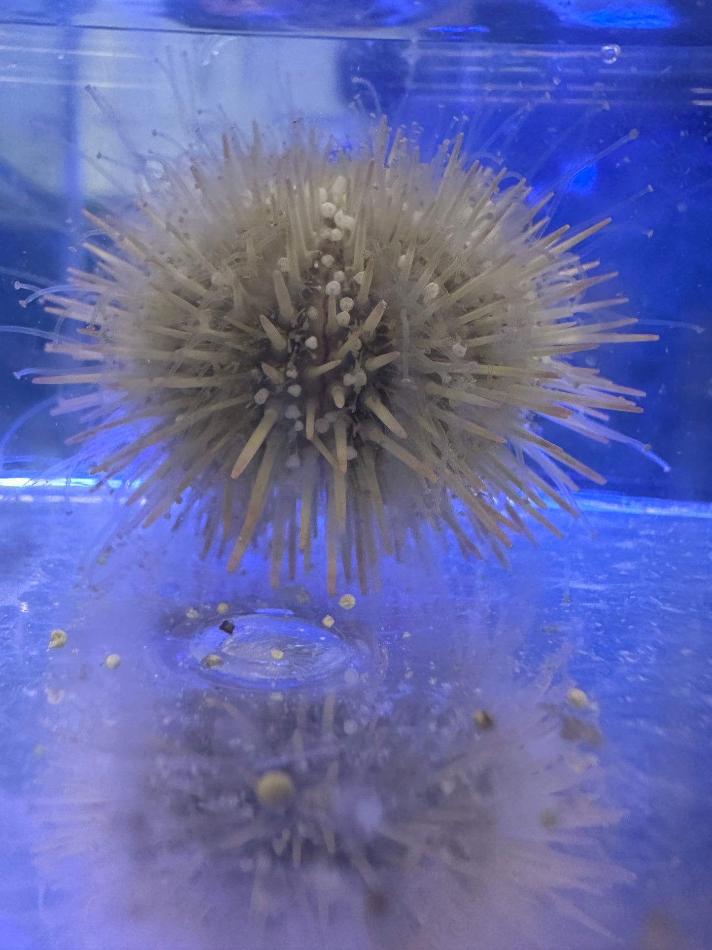 sea urchin