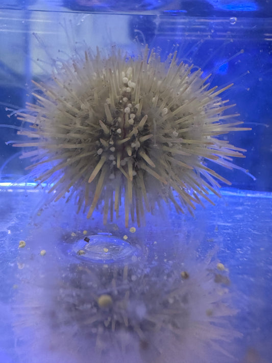 Urchin, White