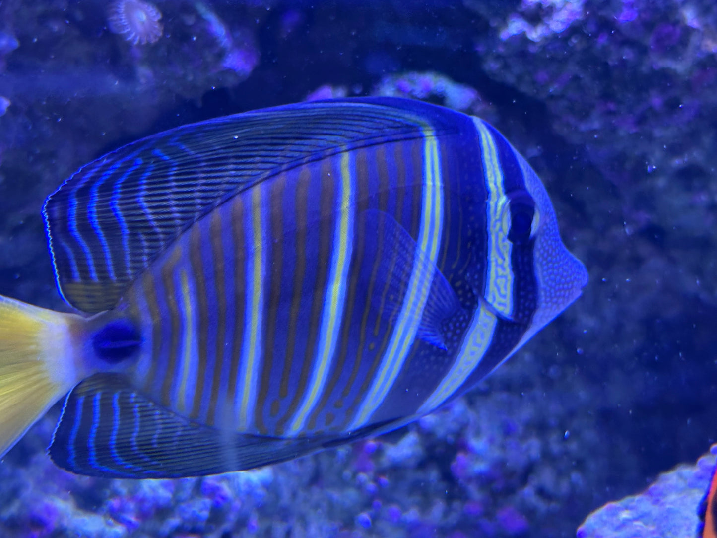Tang, Sailfin