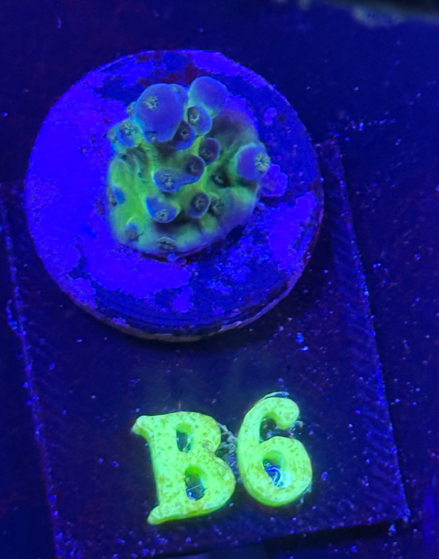 B06