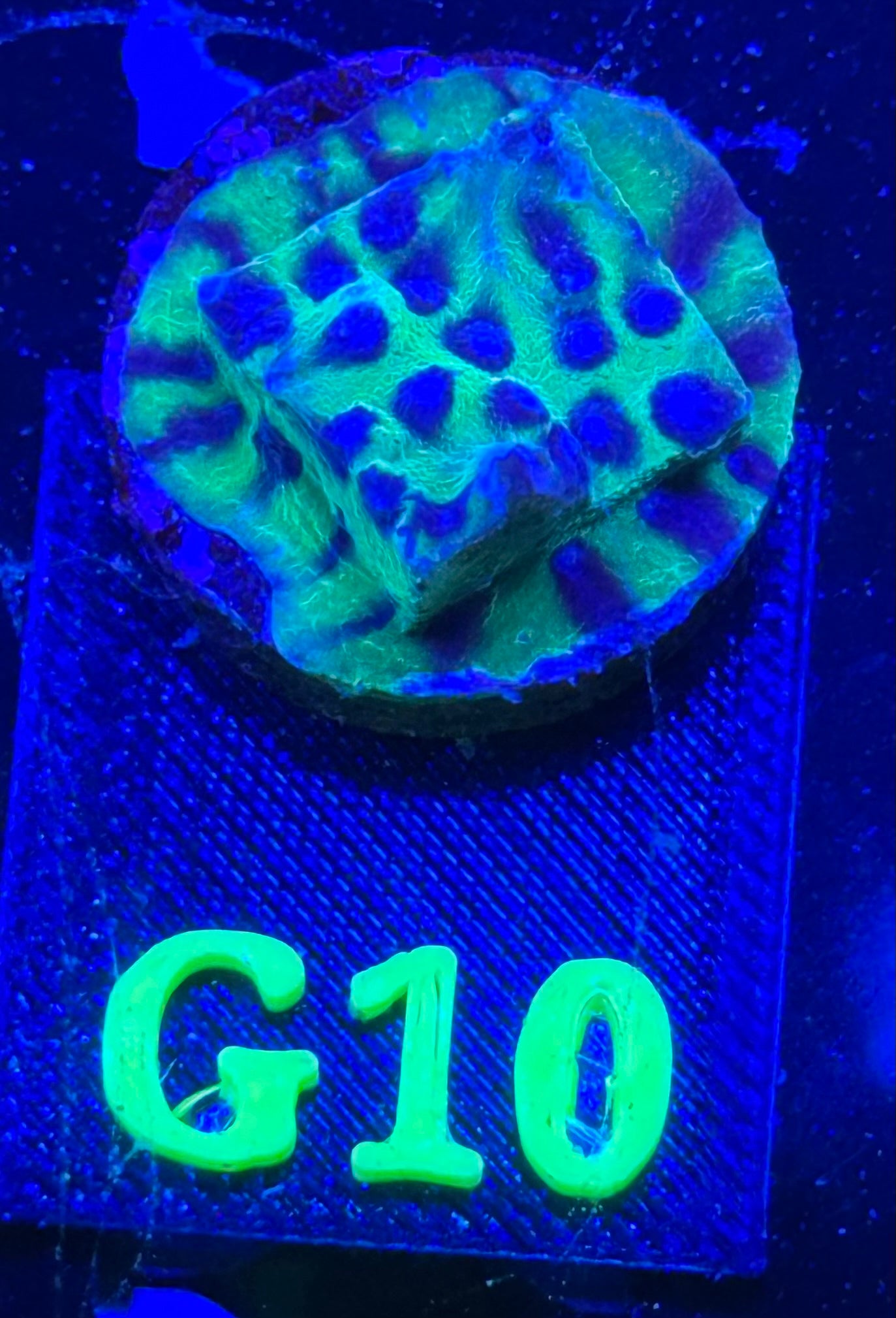 G10