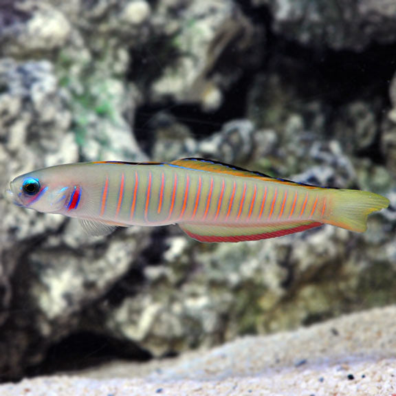 Goby, Chinese Zebra