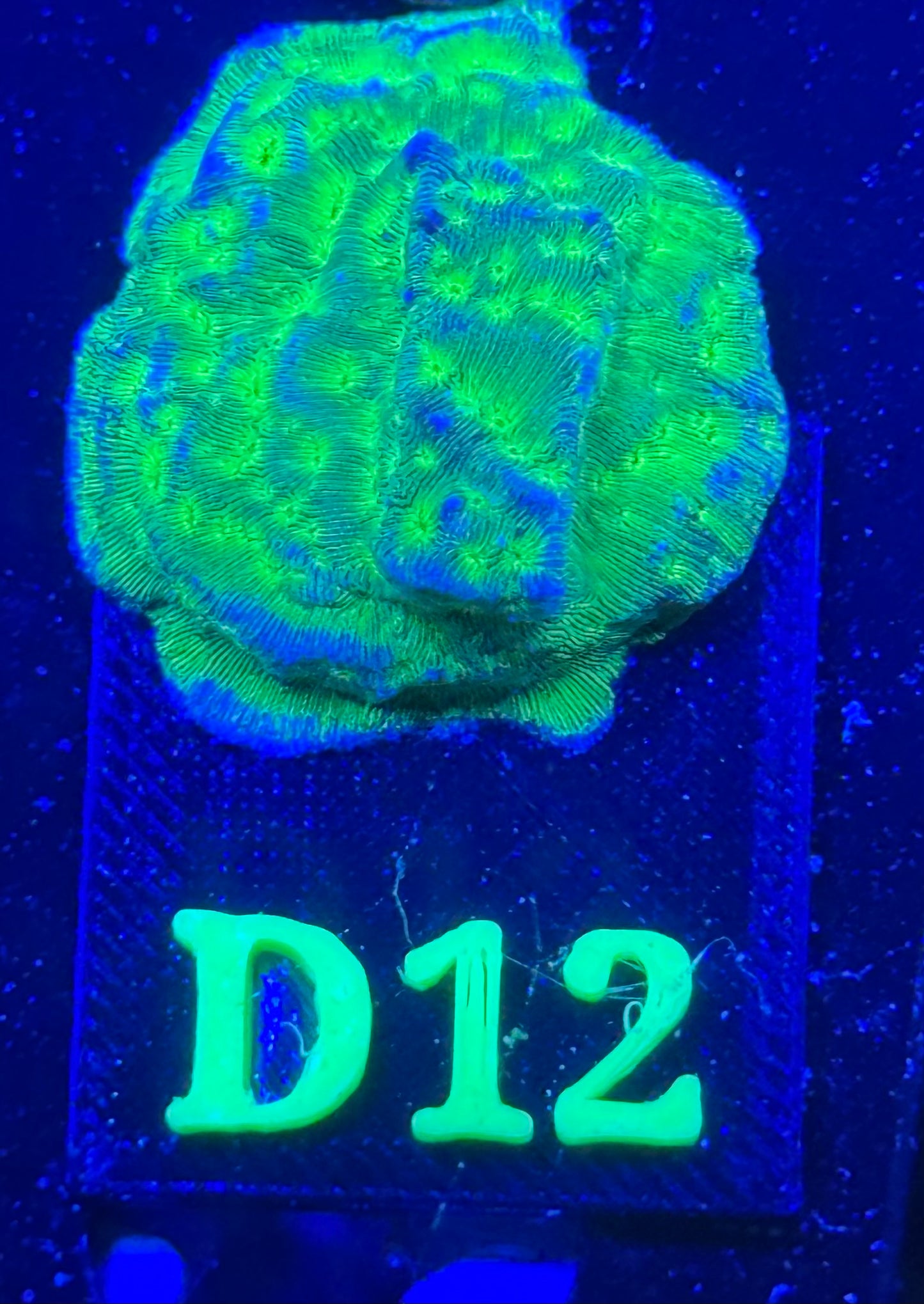 D12 - Kiwi Fusion Leptoseris