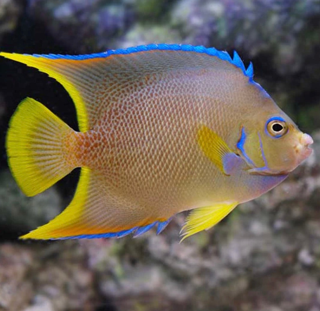 Angelfish, Blue