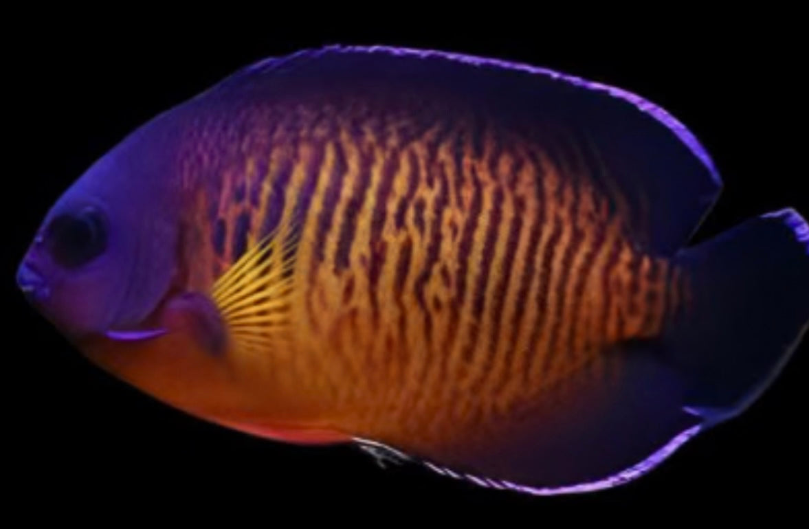 Angelfish, Coral Beauty