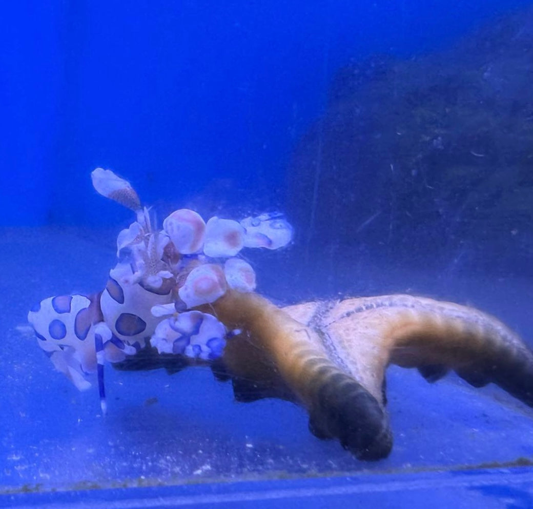 Shrimp, Harlequin