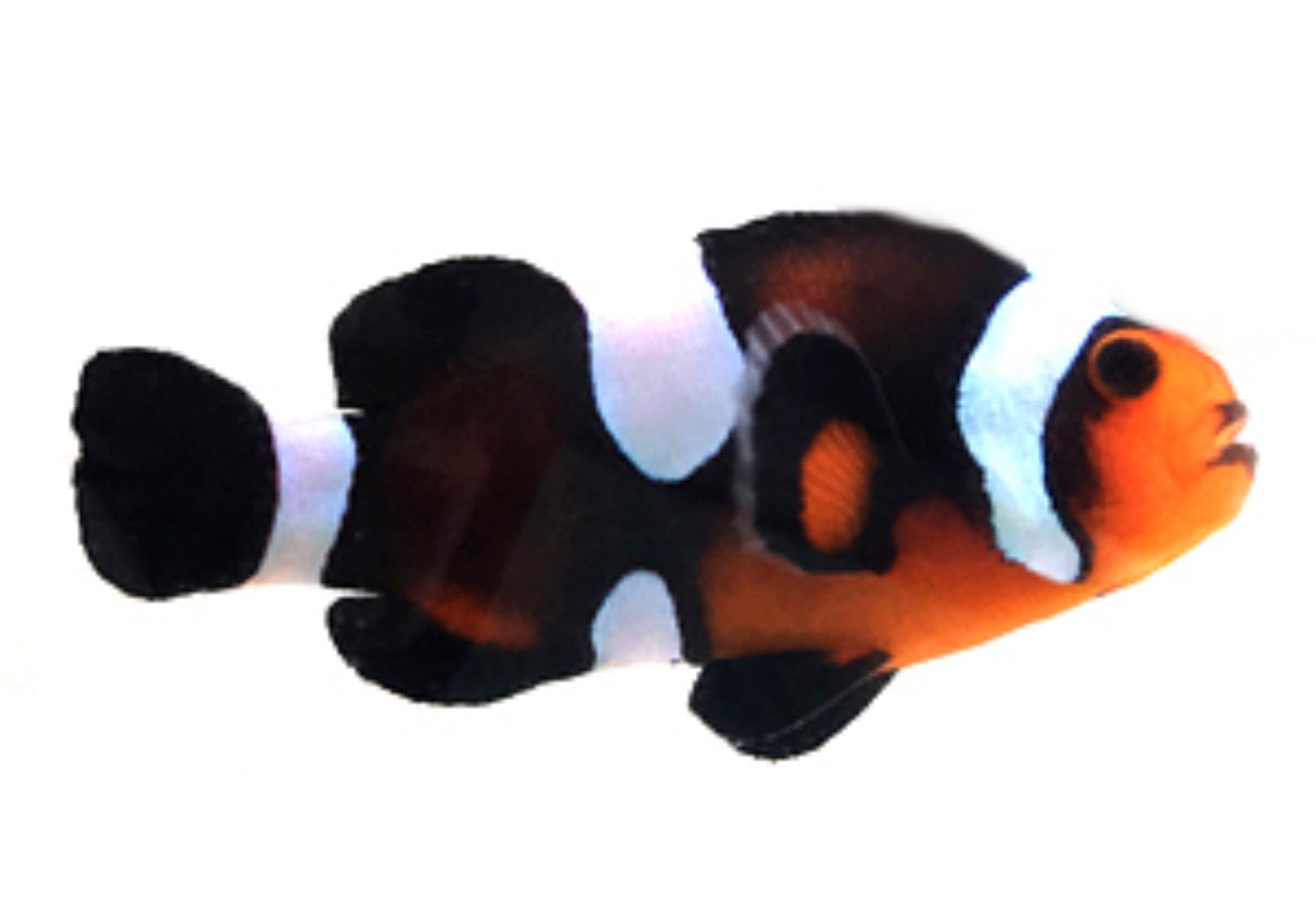 Clownfish, Mocha Misbar
