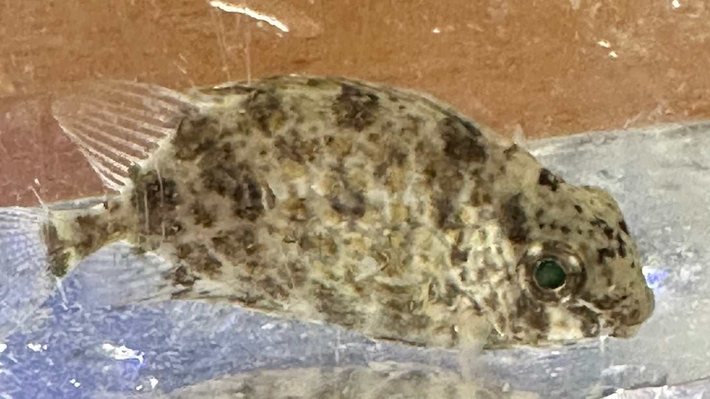 Rabbitfish, Gold Spotted