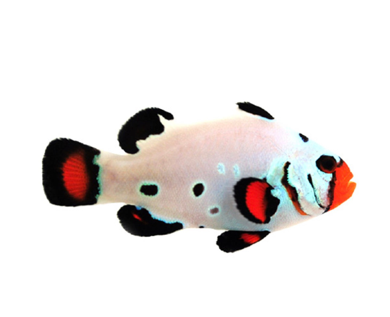 Clownfish, Frostbite Chilled