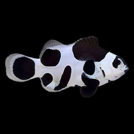 Clownfish, Black Storm