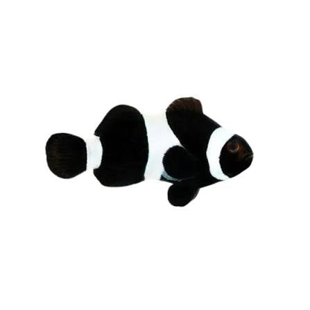 Clownfish, Black