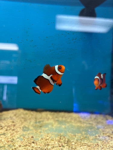 Clownfish, Mai Tai
