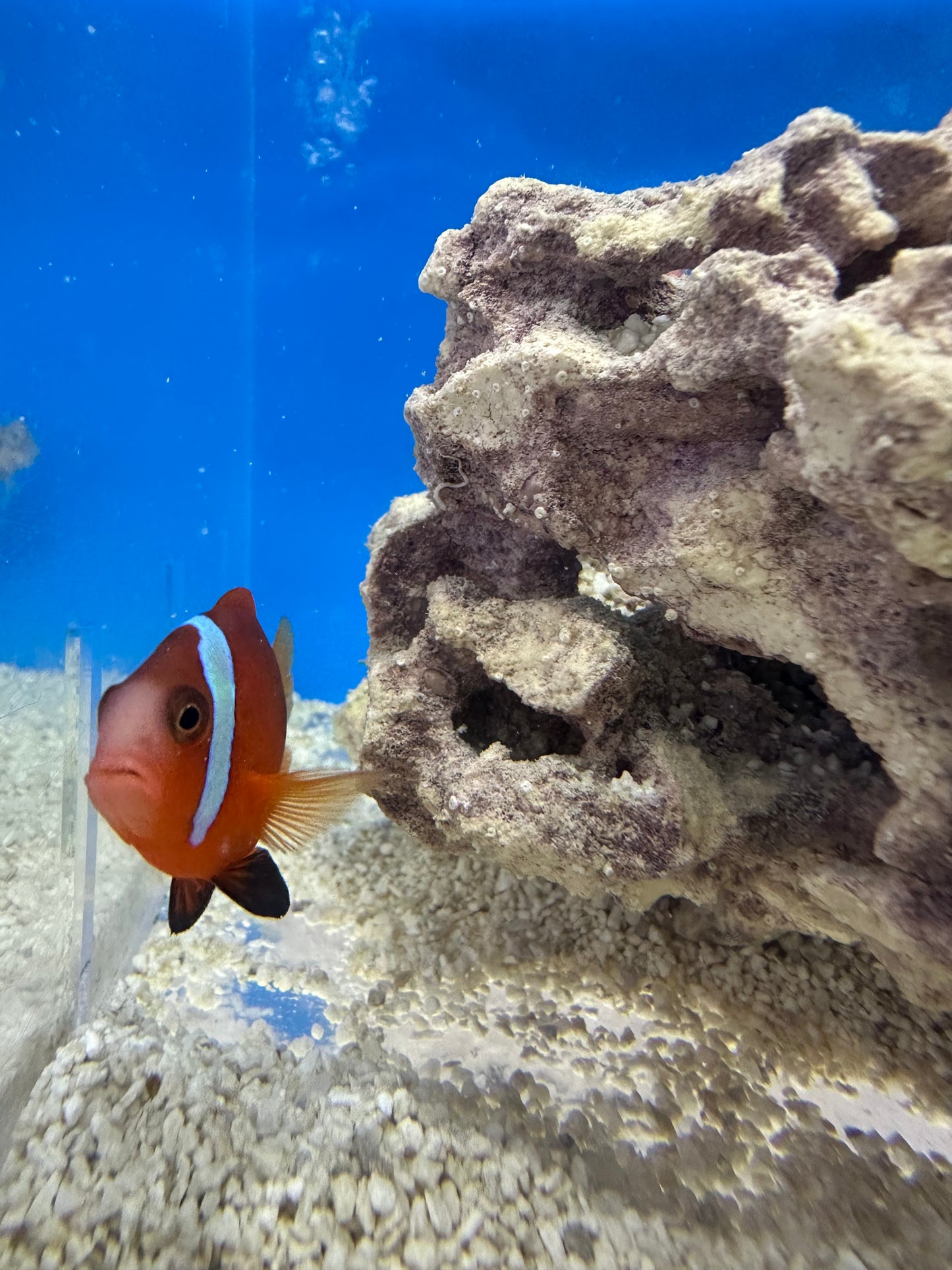 Clownfish, Tomato