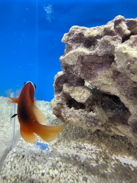 Clownfish, Tomato
