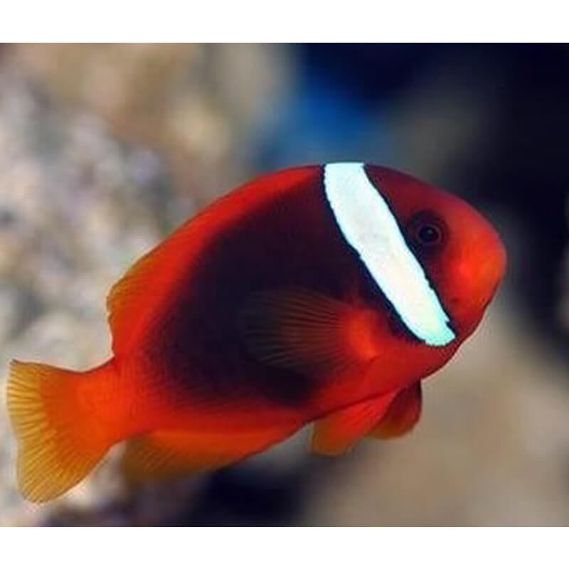Clownfish, Tomato
