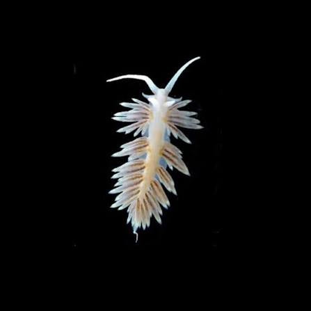 Nudibranch, Berghia