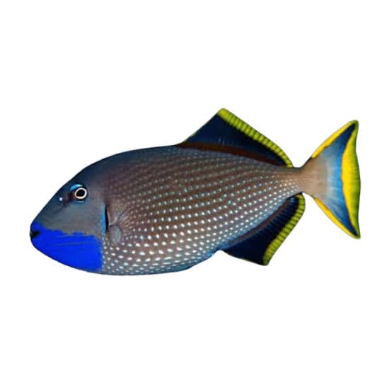 Trigger, Bluejaw