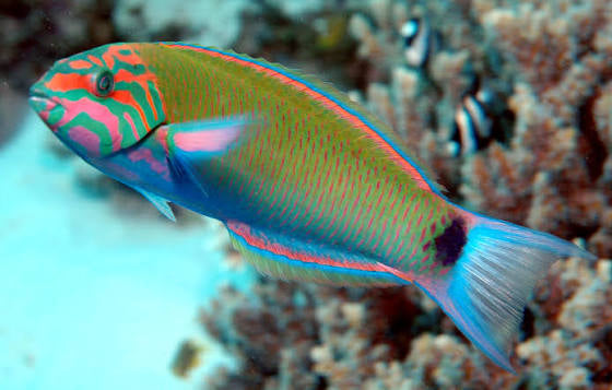 Wrasse, Lunare