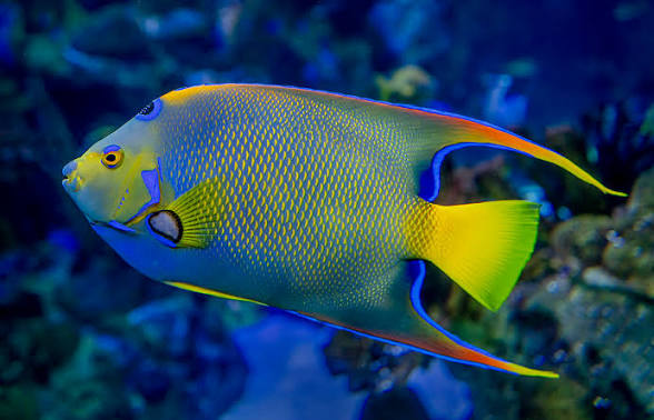 Angelfish, Queen