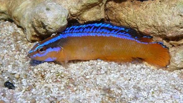 Dottyback, Neon