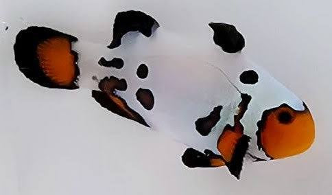 Clownfish, Mocha Frostbite