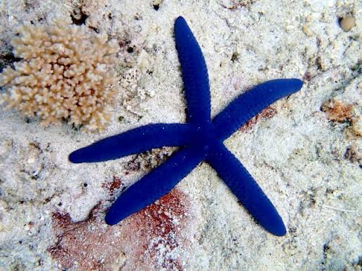 Starfish, Blue Linkia