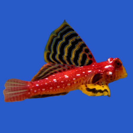 Dragonet, Ruby Red