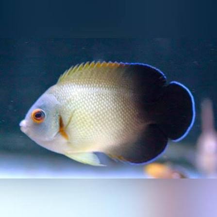 Angelfish, Half Black