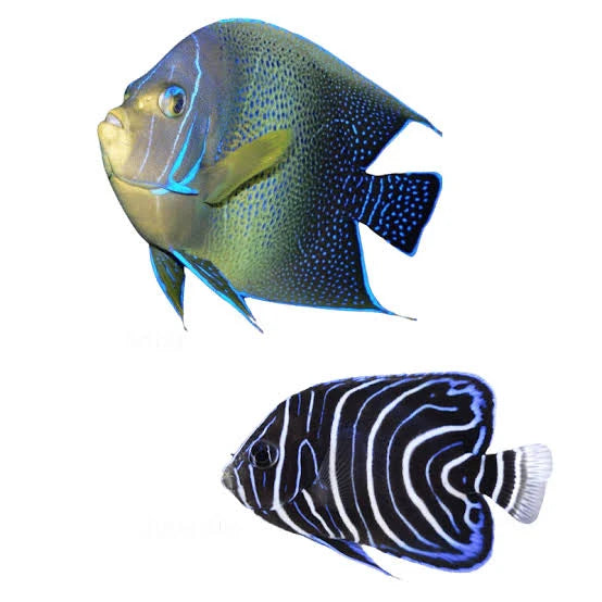 Angelfish, Koran (juvenile)