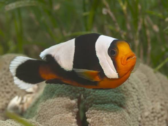 Clownfish, Saddleback