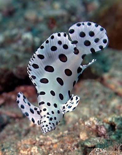 Grouper, Panther